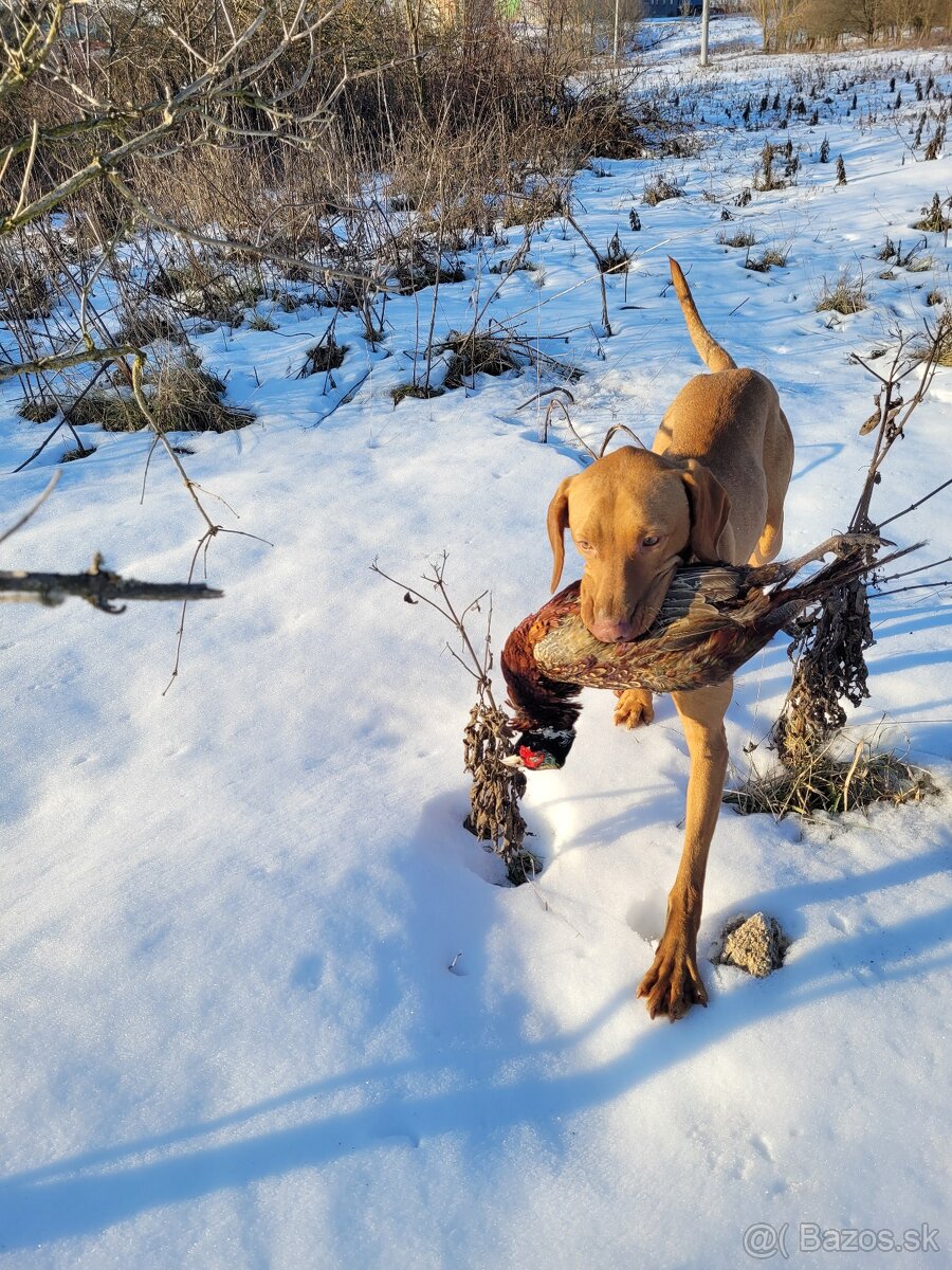 Maďarská vyžla po JSS - 2