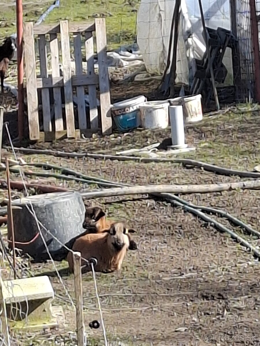 Predam kamerunske ovce - 2