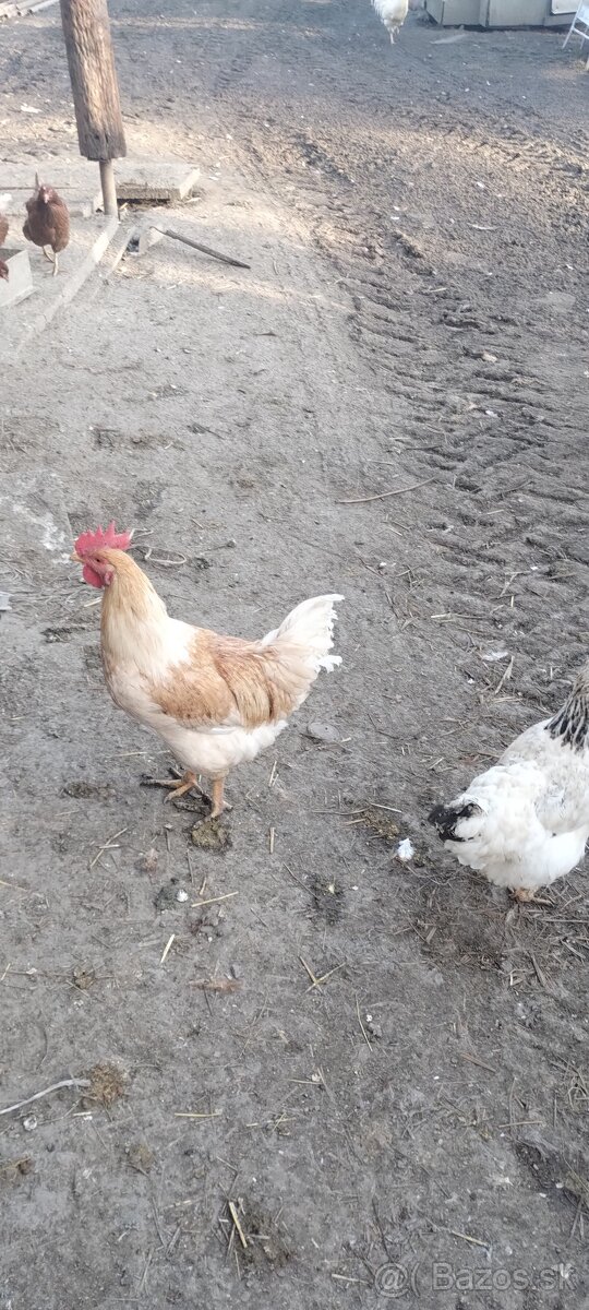 Predám kohútov - 2