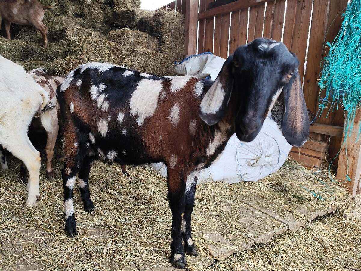 100 % anglonubijské kozičky - 2