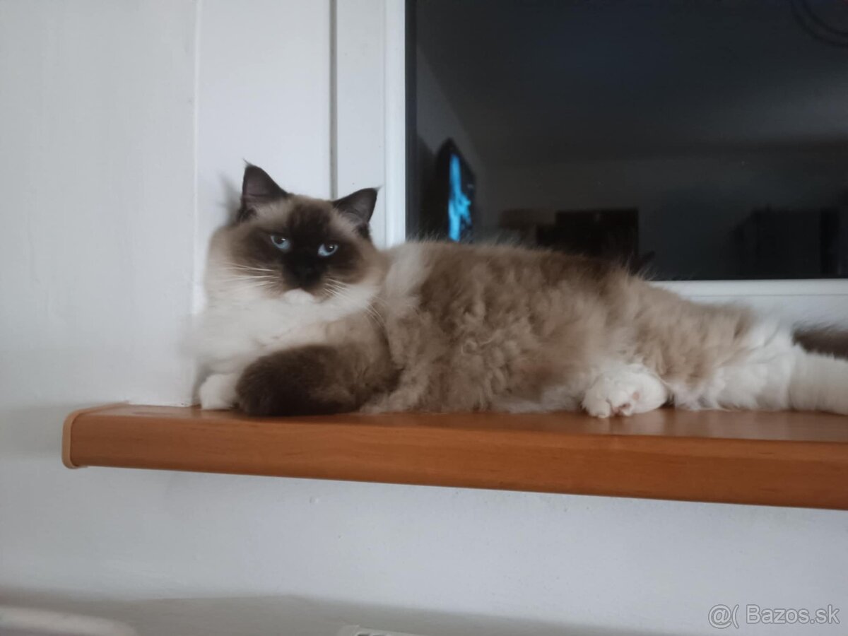 Kocourek Ragdoll s PP - 2