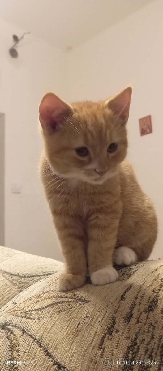 Darujem mačiatko zadarmo. - 2