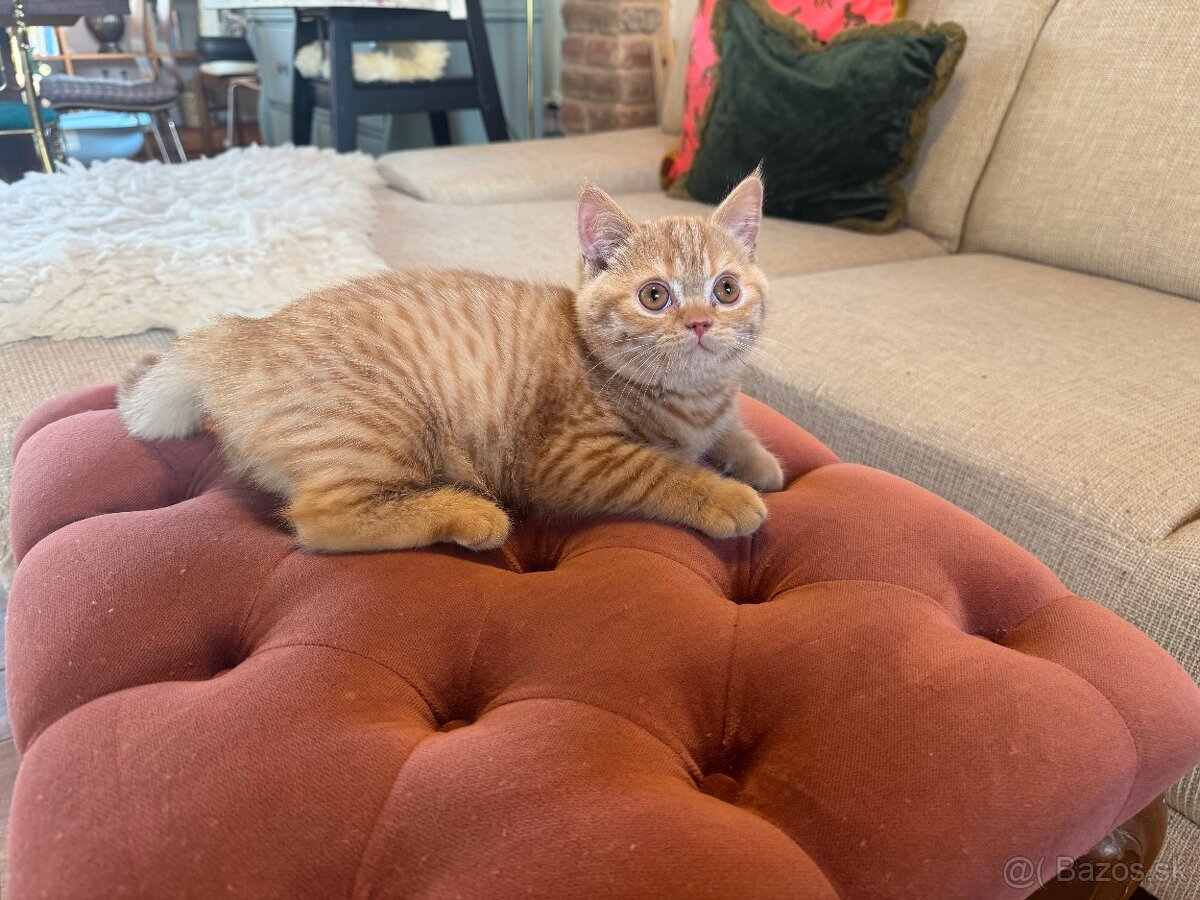 Btitské mačiatko s PP - 2