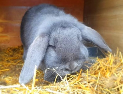 samica, samec, králik, baran - 2