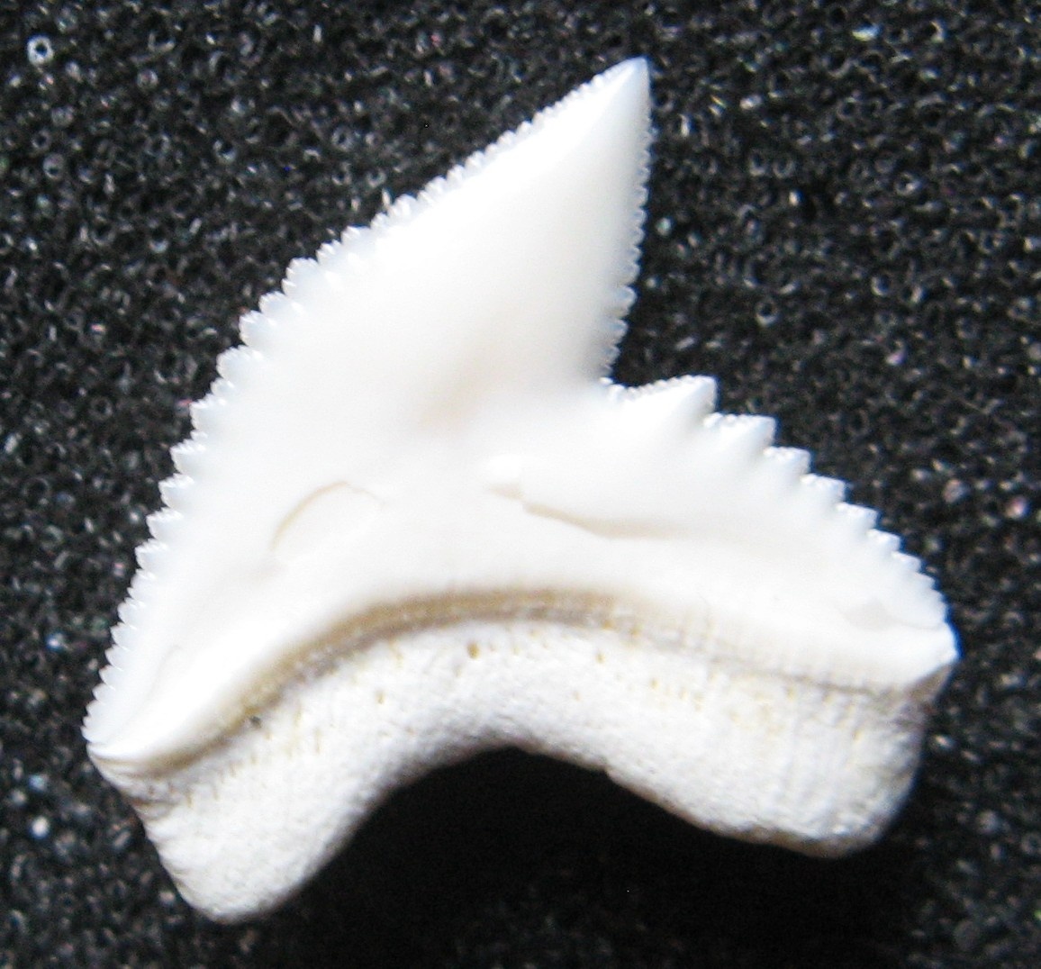 Zub - žralok tygří 2) - 2