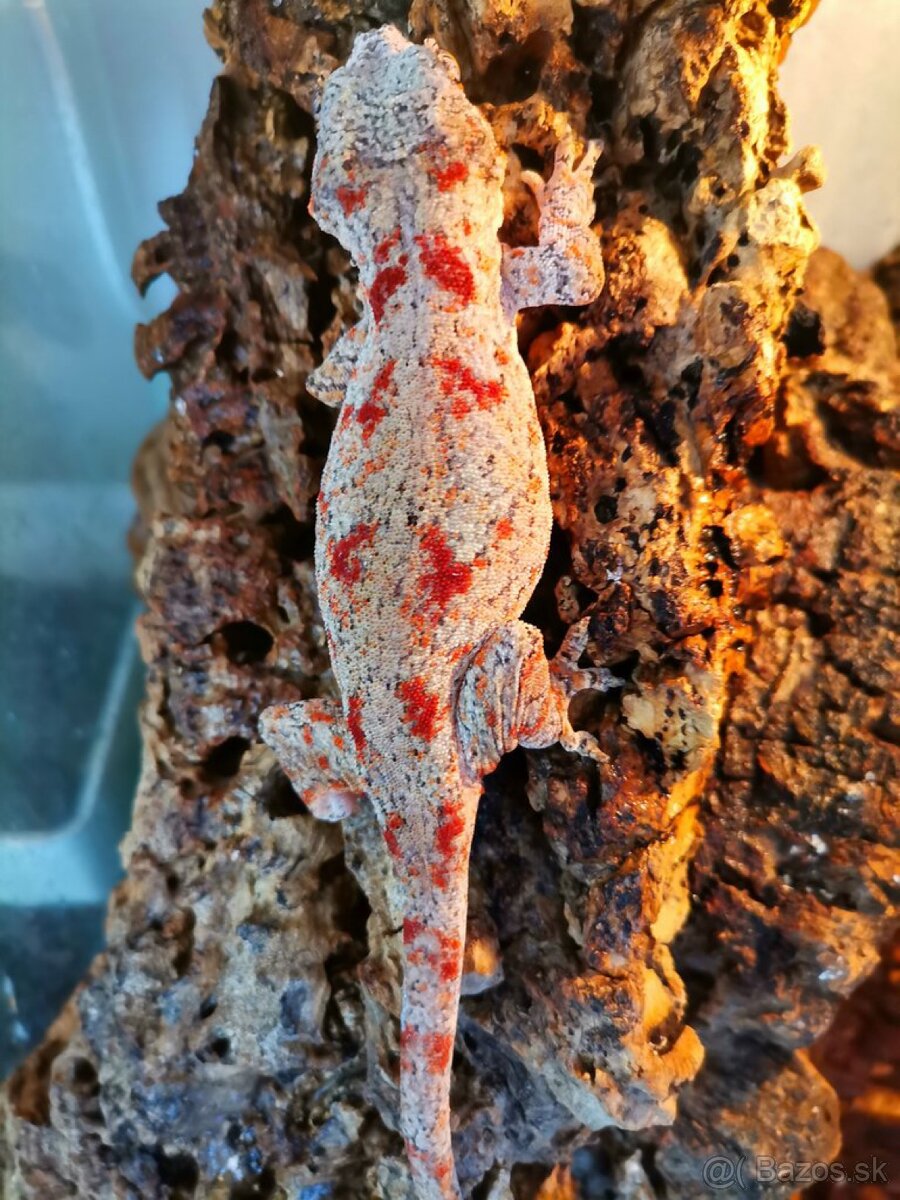 Gargoyle gecko , Pagekon hrbolkohlavý Blotched - 2