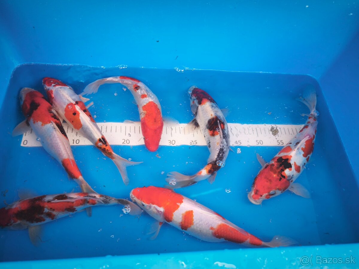 Koi japan - 2
