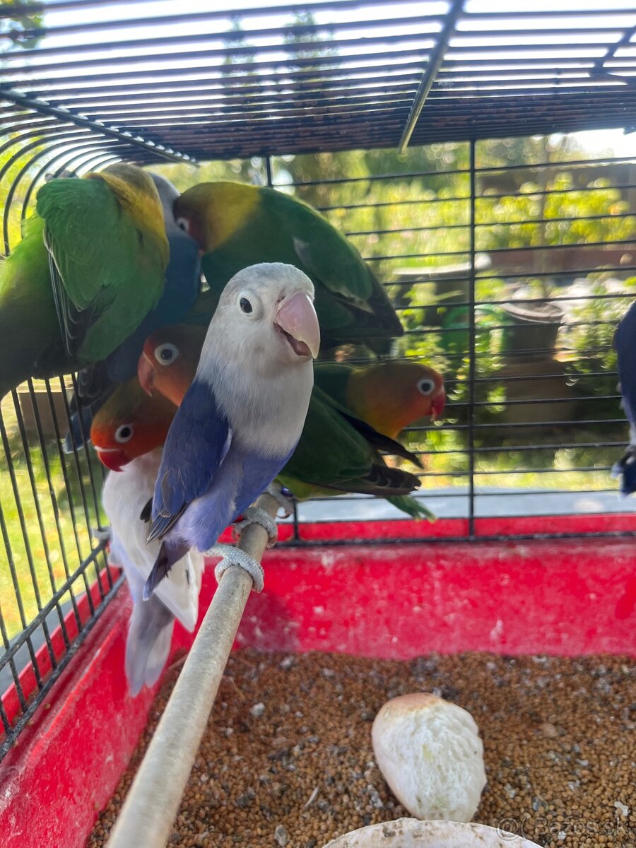 Agapornis fisher chovne pary - 2