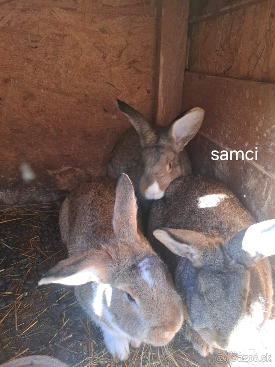 Predám mladej zajace - 2