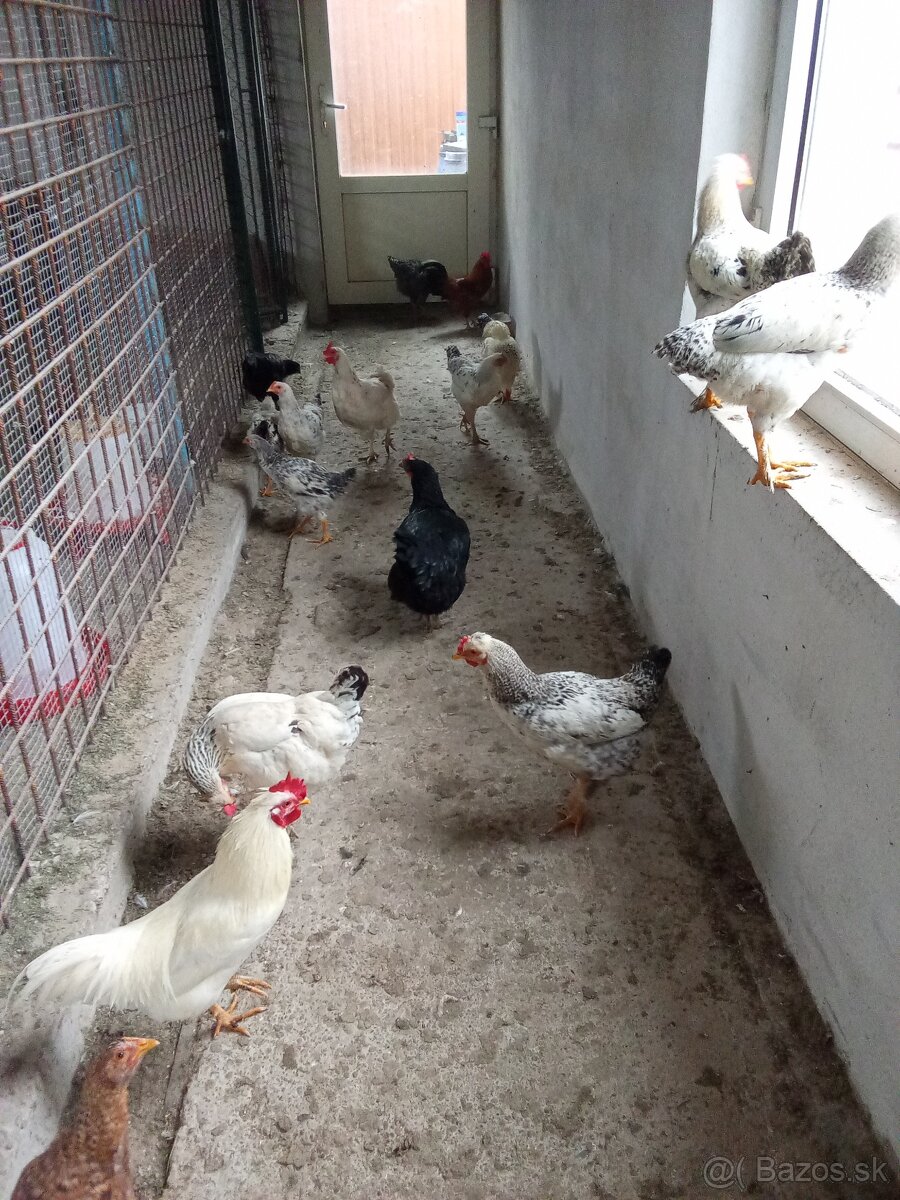Predám kohútov - 2