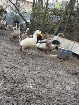 Predam kačky predaj - 2