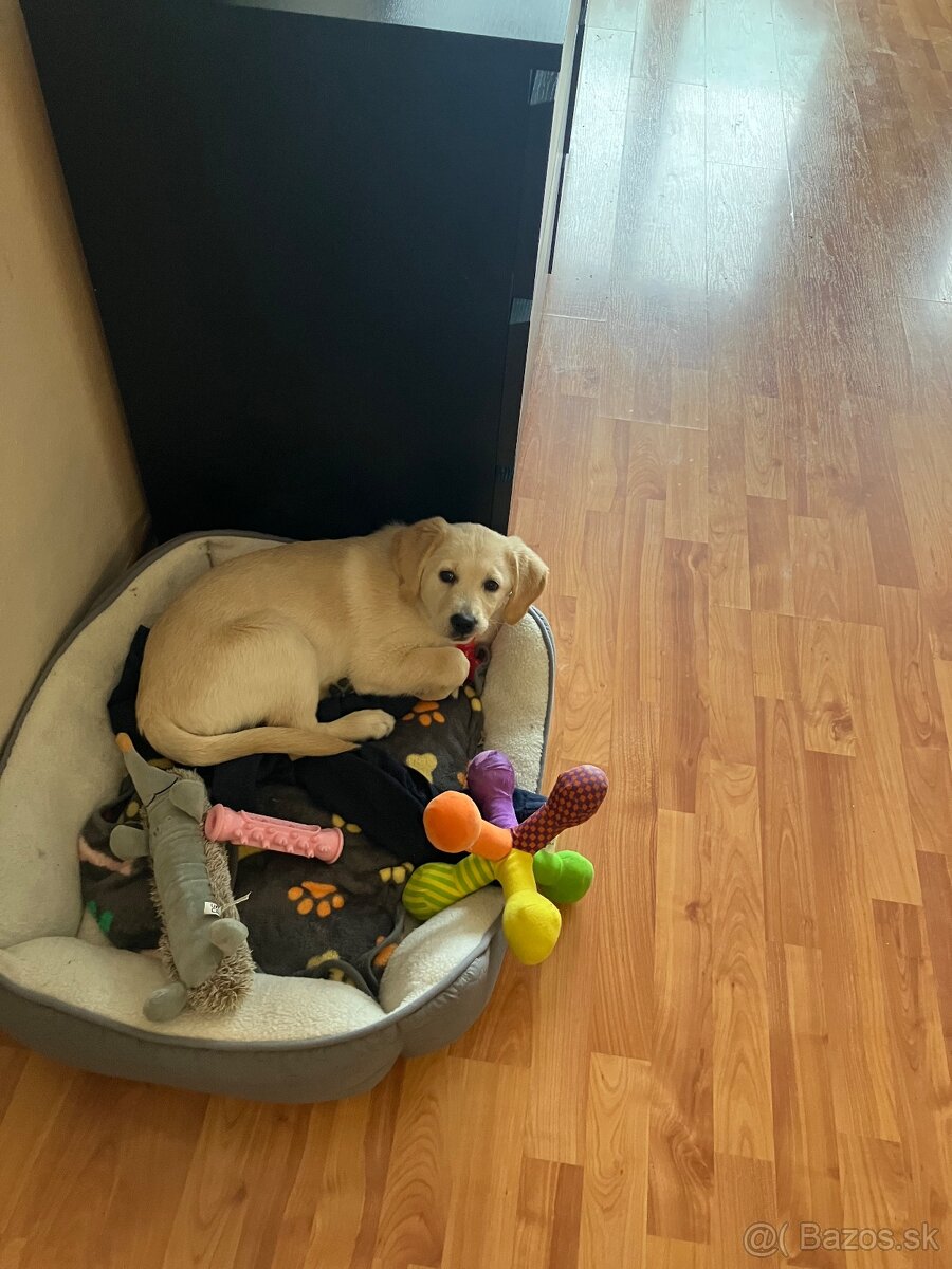 Darujem steniatko - 2