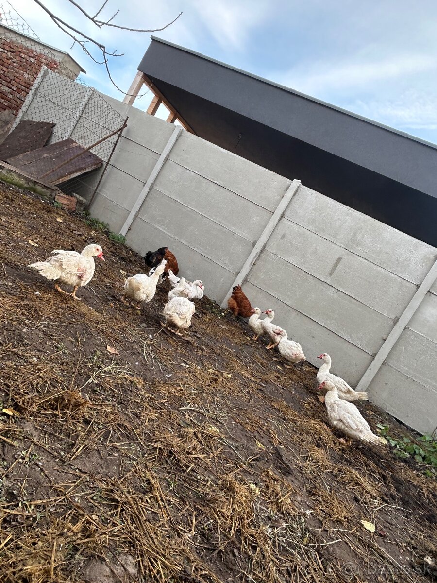 Predám kačice sedemmesačné narodené v máji - 2