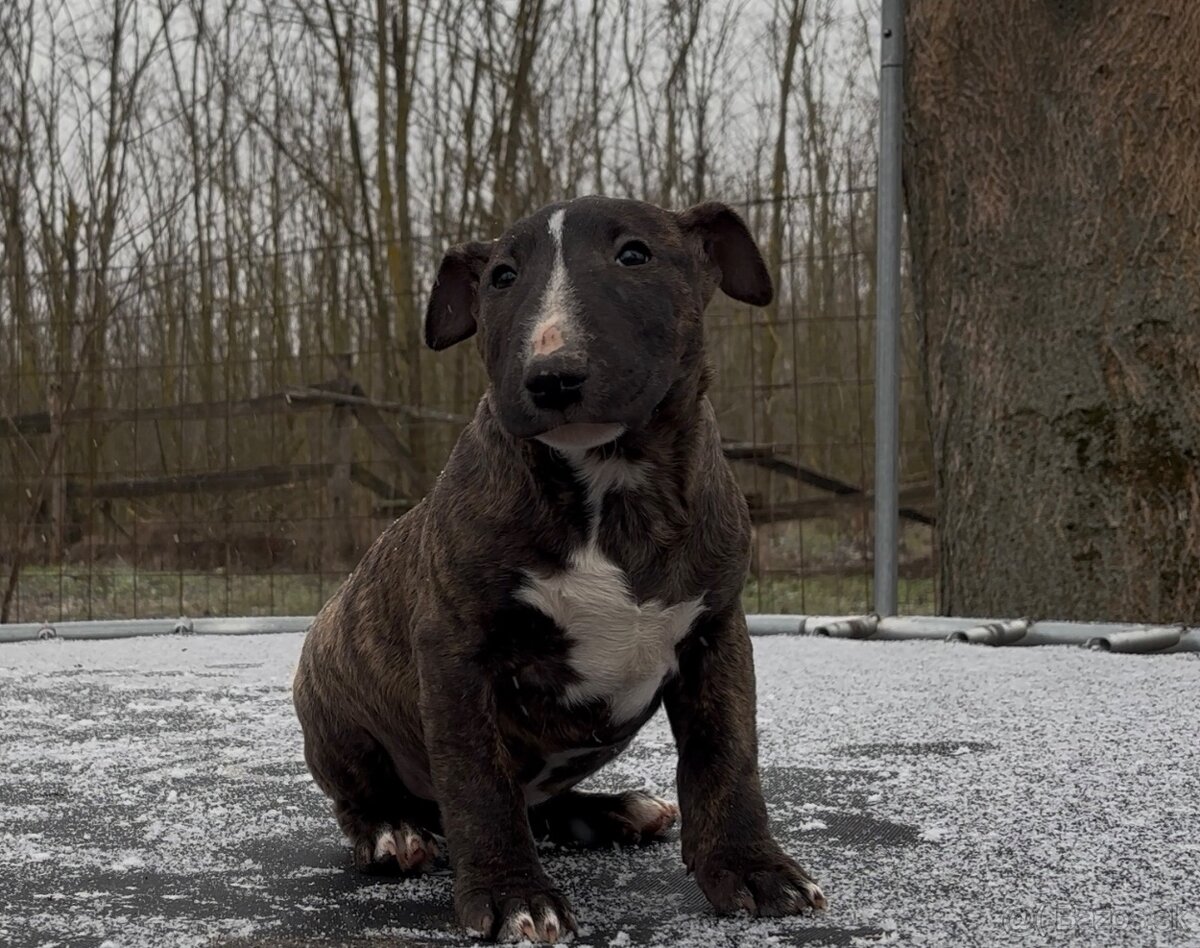 Mini bullterrier - 2