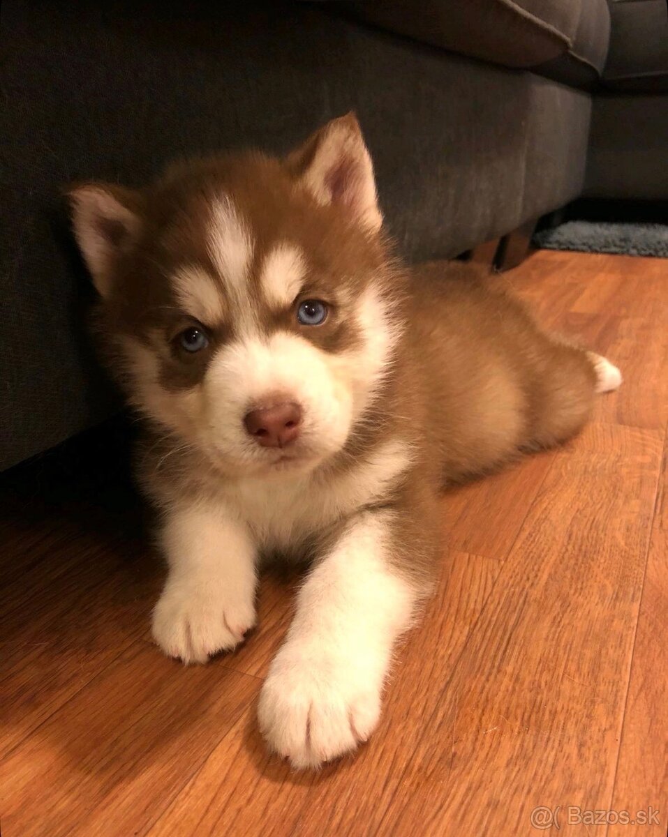 Sibirský husky Sučka s PP - 2