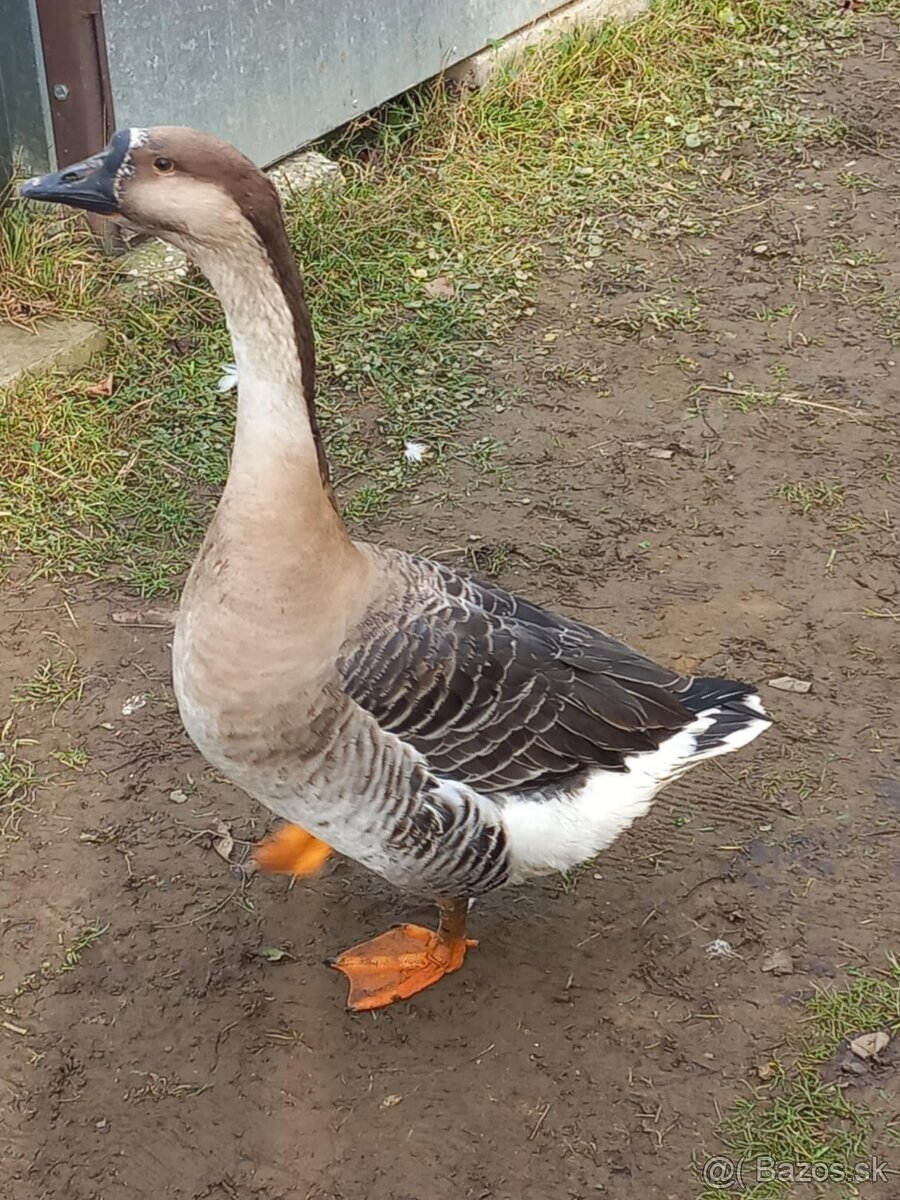 Predam alebo vymením hus - 2