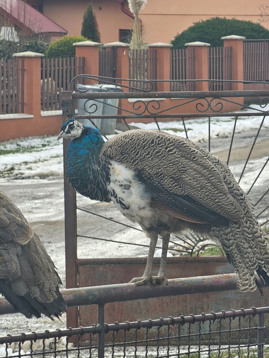 Pávy -9mesačné - 2