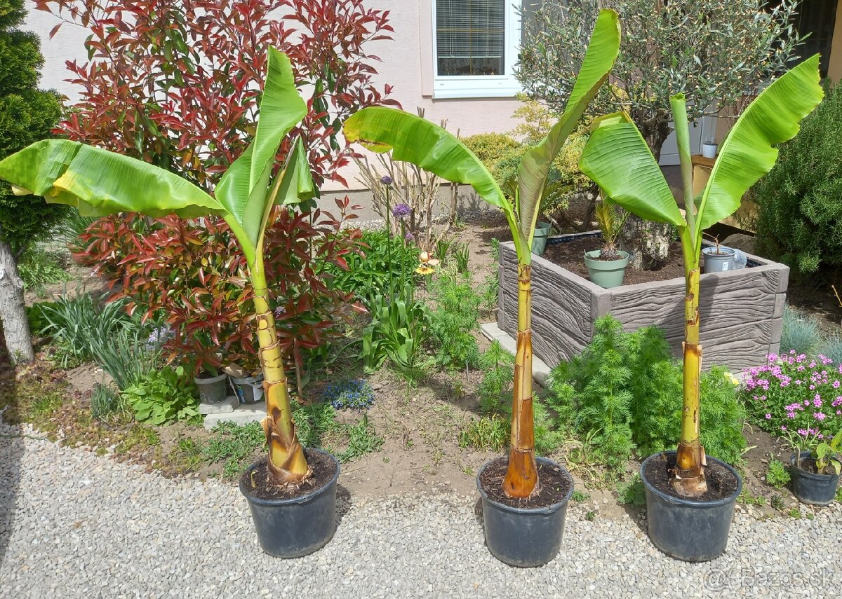 Banánovník Basjoo (0948136999) - 2