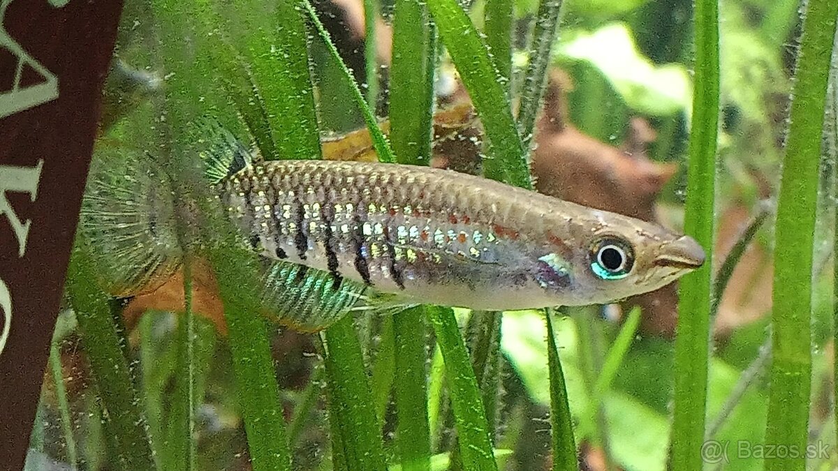 Aplocheilus lineatus šťukovec - 2