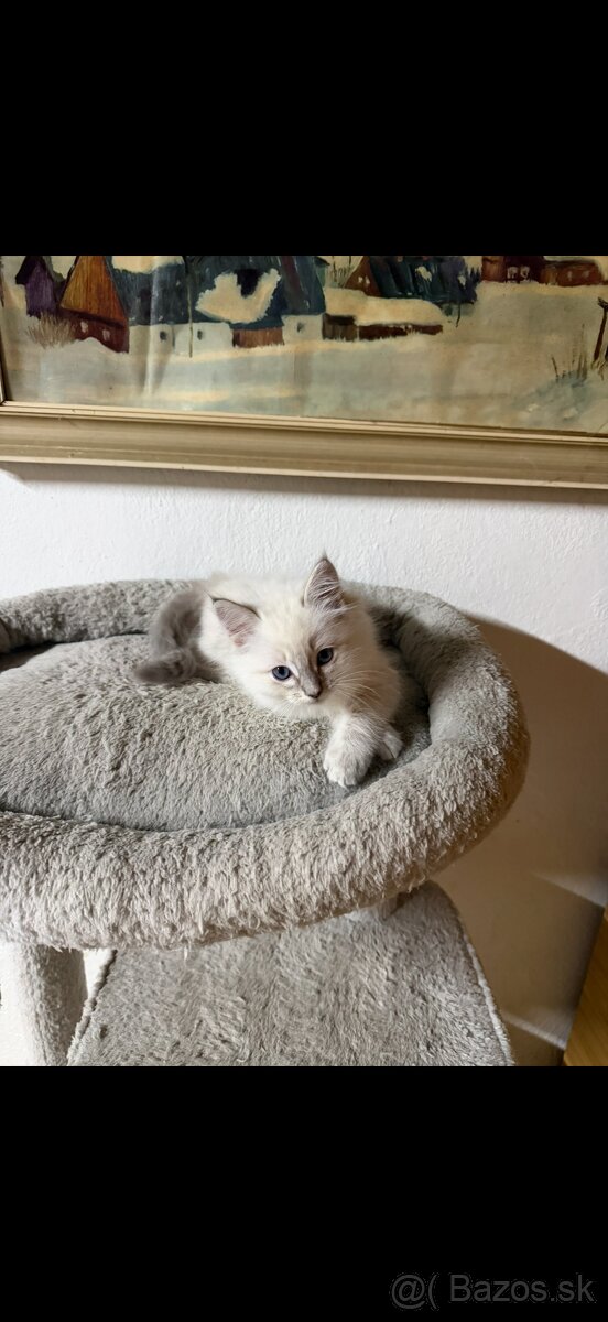 Mačiatko ragdoll - 2