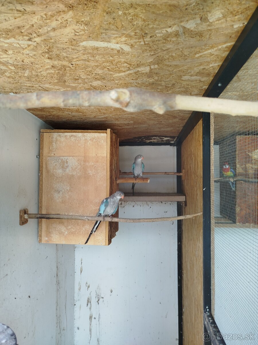 Papagaj alexandrin modrý - 2