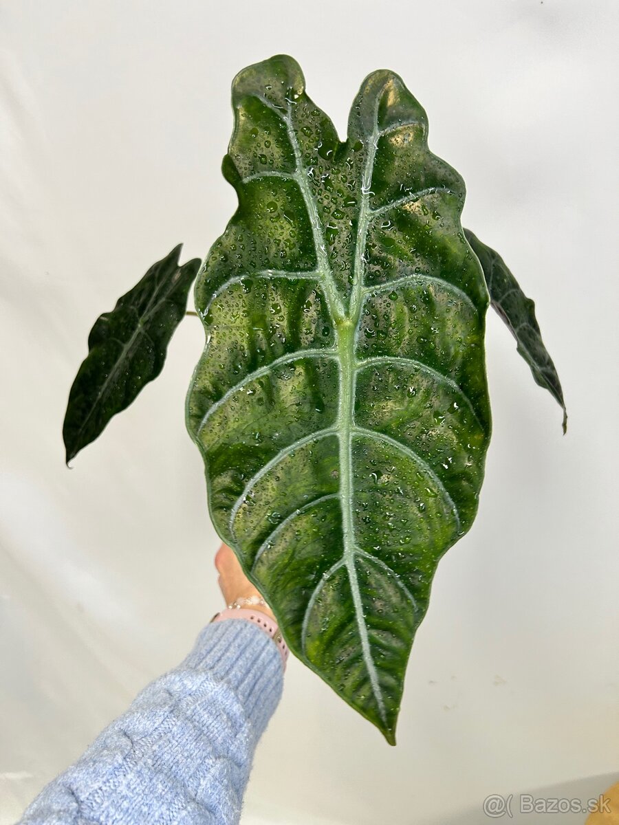 Alocasia chantrieri - 2