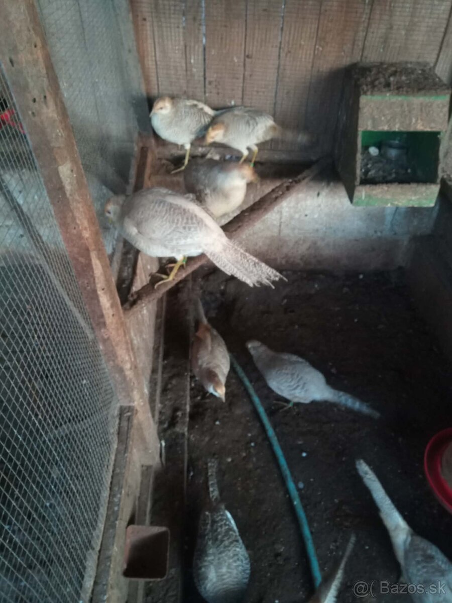 Predám bažanty - 2