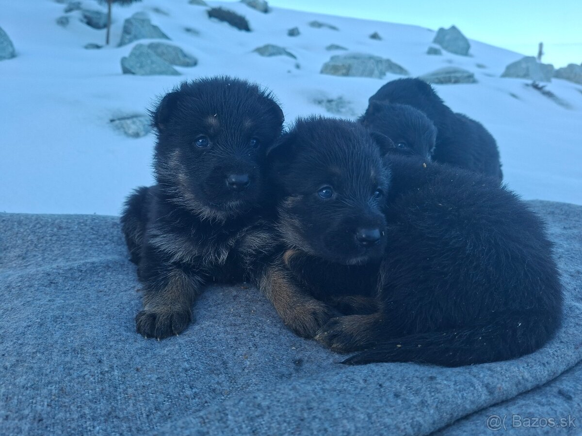 Nemecky ovčiak steniatka - 2