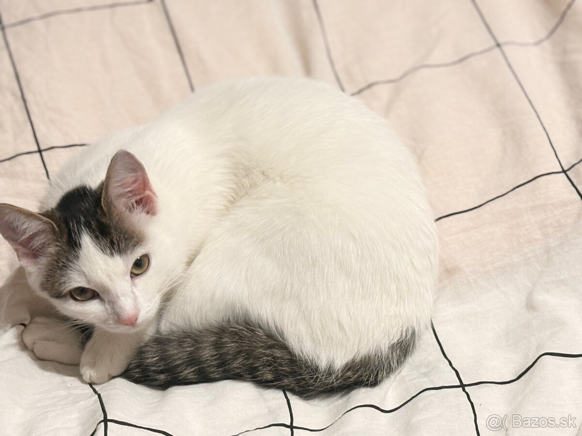 Darujem mačku do dobrých rúk - 2