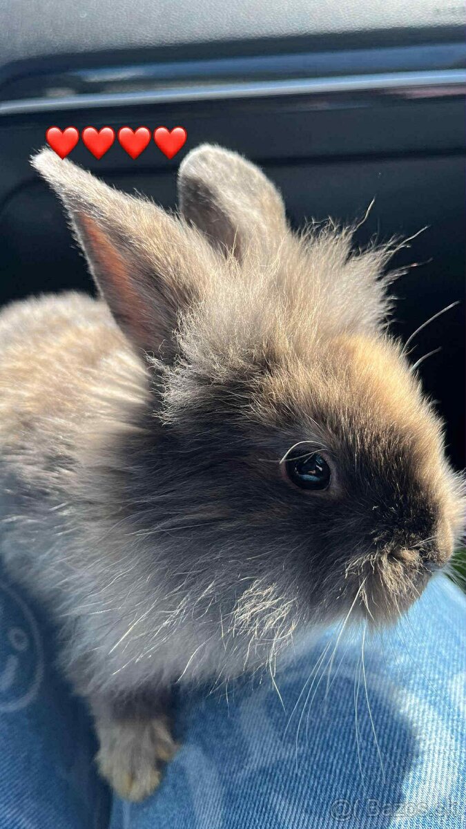 Králiček levík - 2