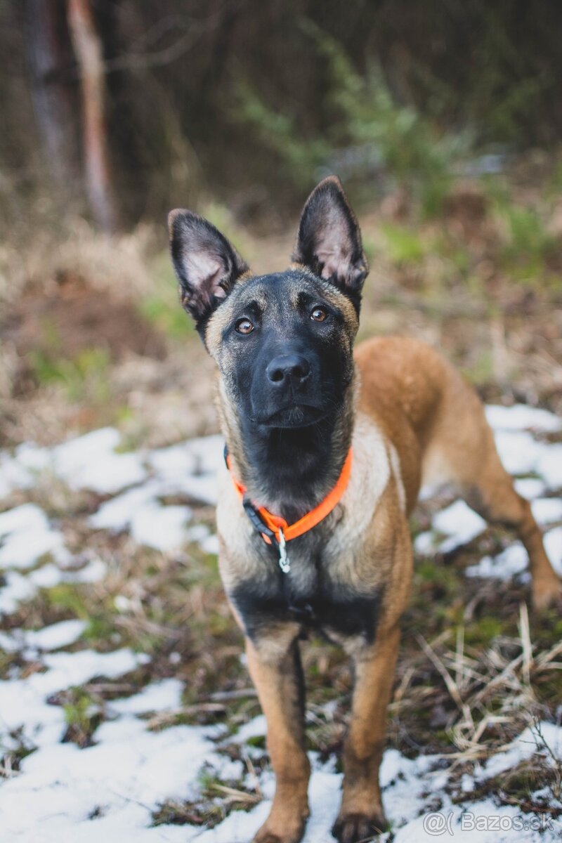 Belgický ovčiak - malinois sučka s PP - 2