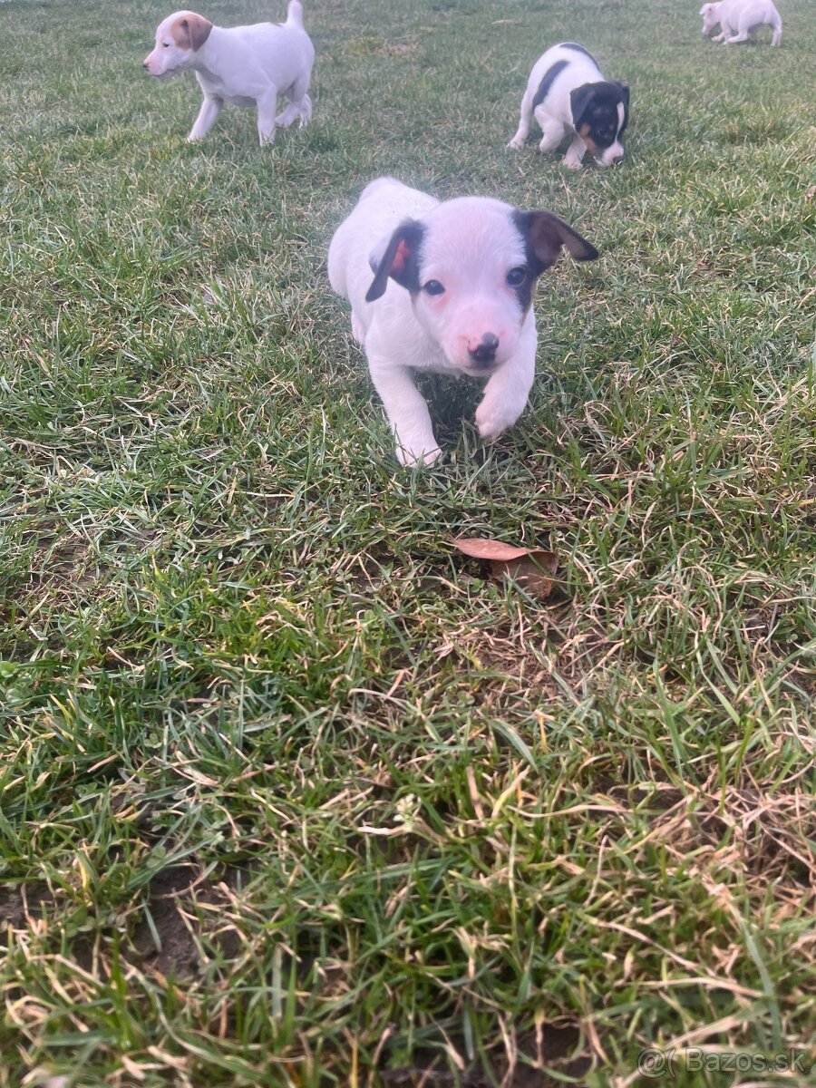 šteniatka Jack Russell teriér - 2
