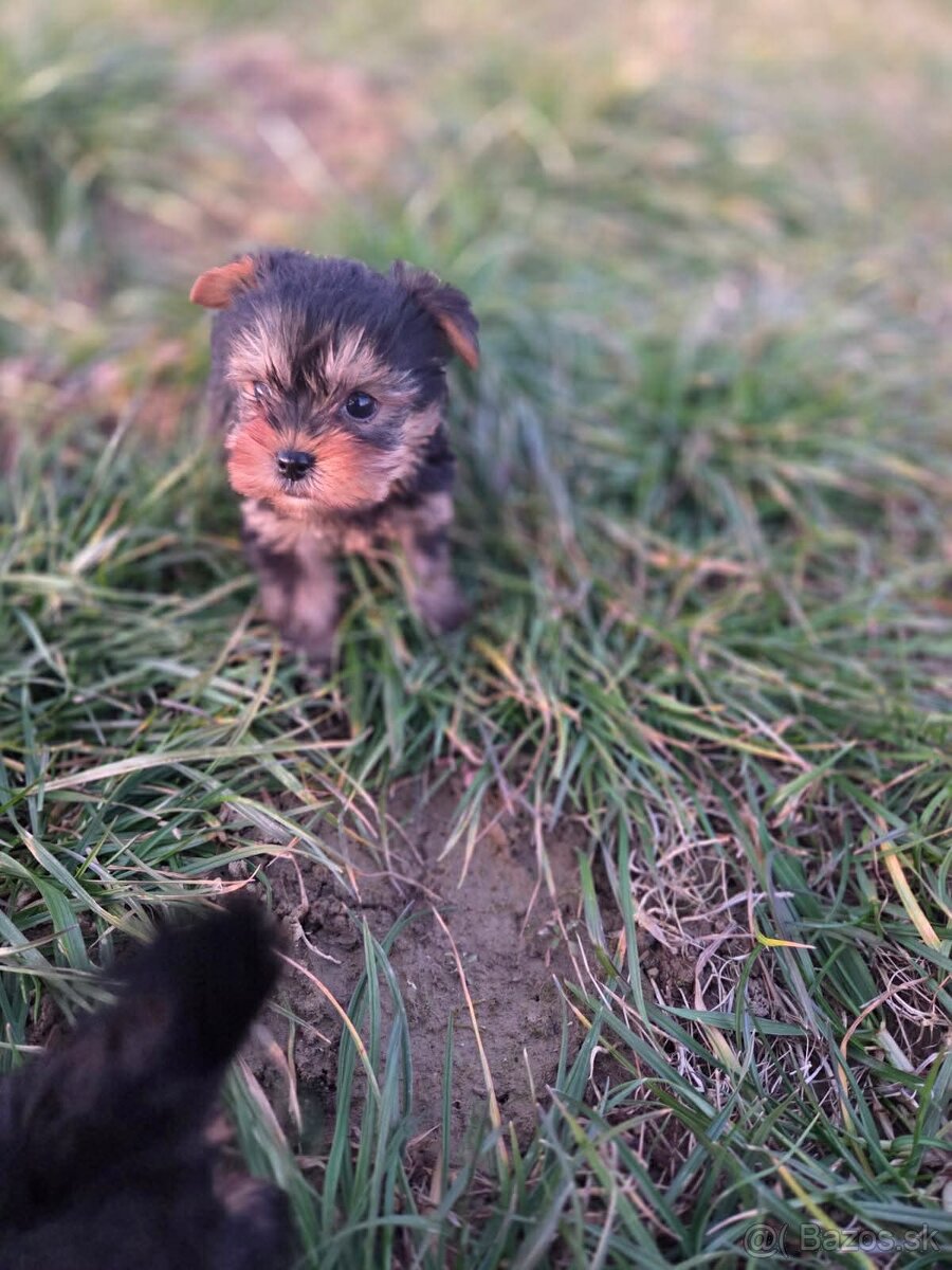 Yorkshirsky terier - 2