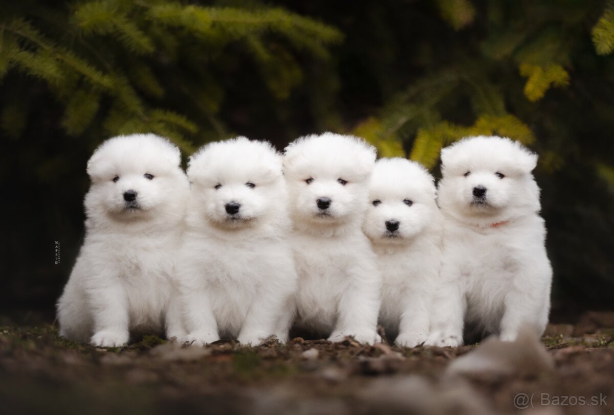 Samojed - šteniatka s PP - 2