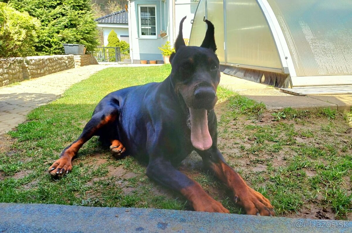 Doberman šteniatka - 2