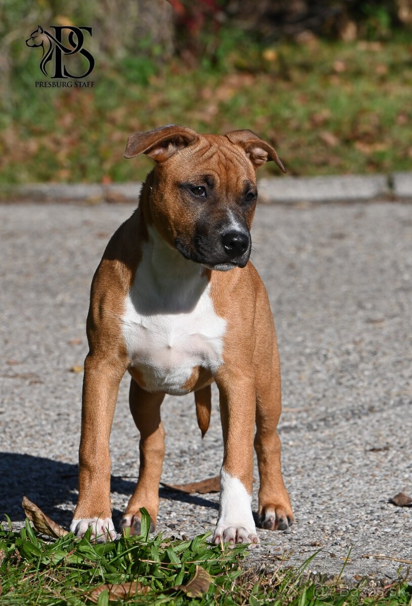 Americký Staffordšírsky terriér - 2