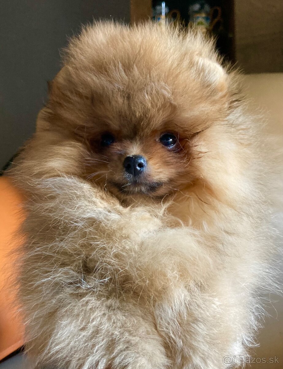 Pomeranian s PP FCI - 2