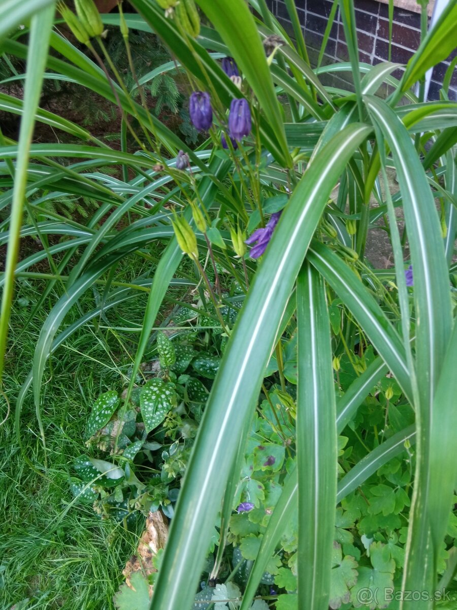 Ozdobná tráva miscanthus giganteus - 2