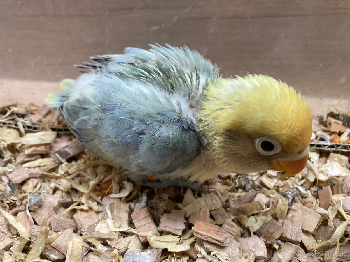 Rucne dokrmovane agapornisy fischer opalin tyrkys - 2