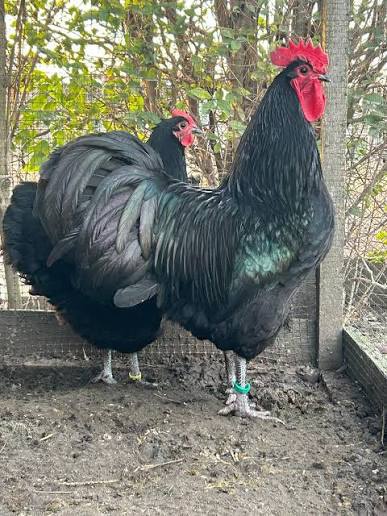 Predám kuriatka Australorpky čiernej - 2