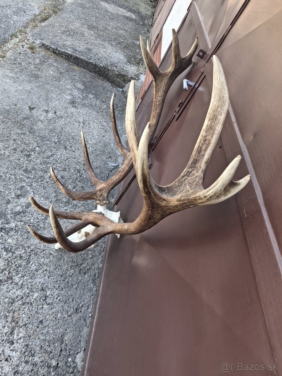 Trofej, parožie, zhody - 2