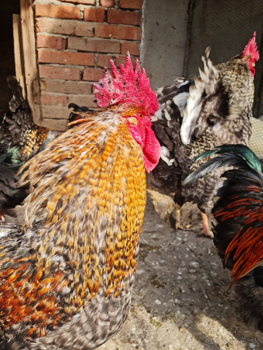 Predám kohútov - 2