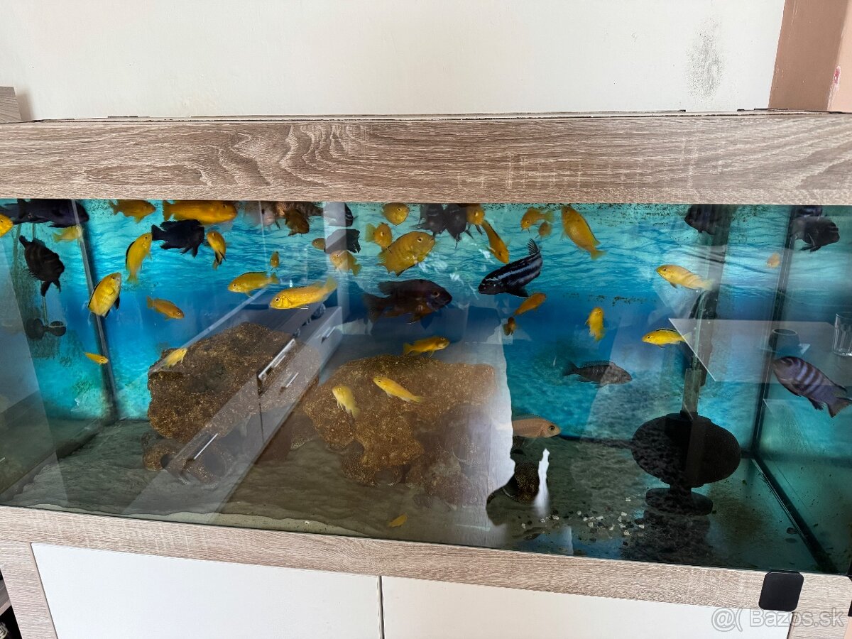 Akvarium 300l s výbavou - 2