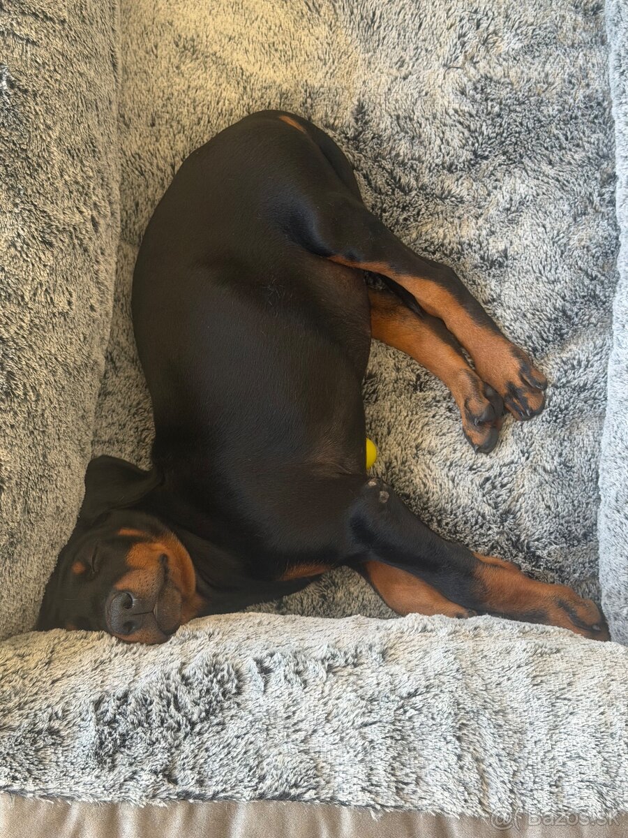 Predám dobermana do dobrých rúk - 2