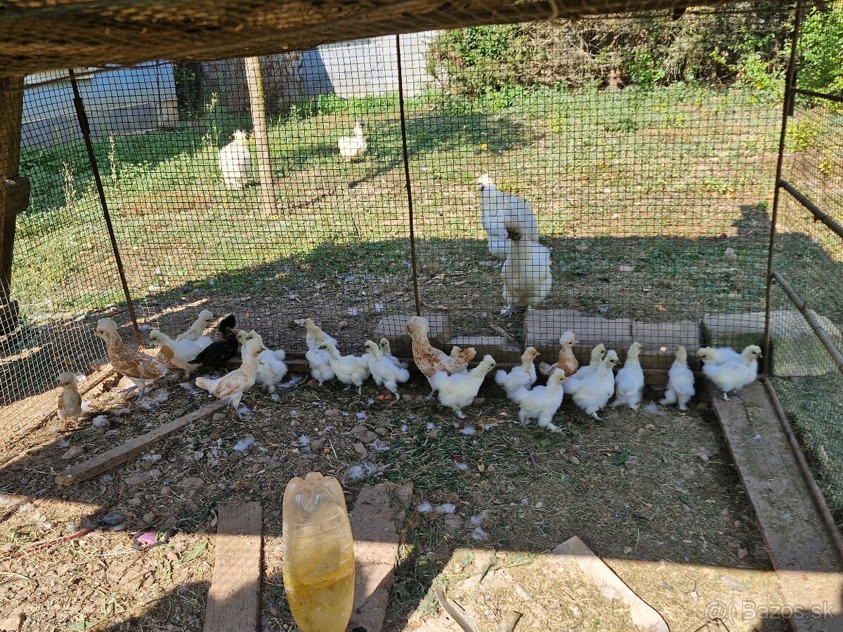 Hodvabnička biela - 2