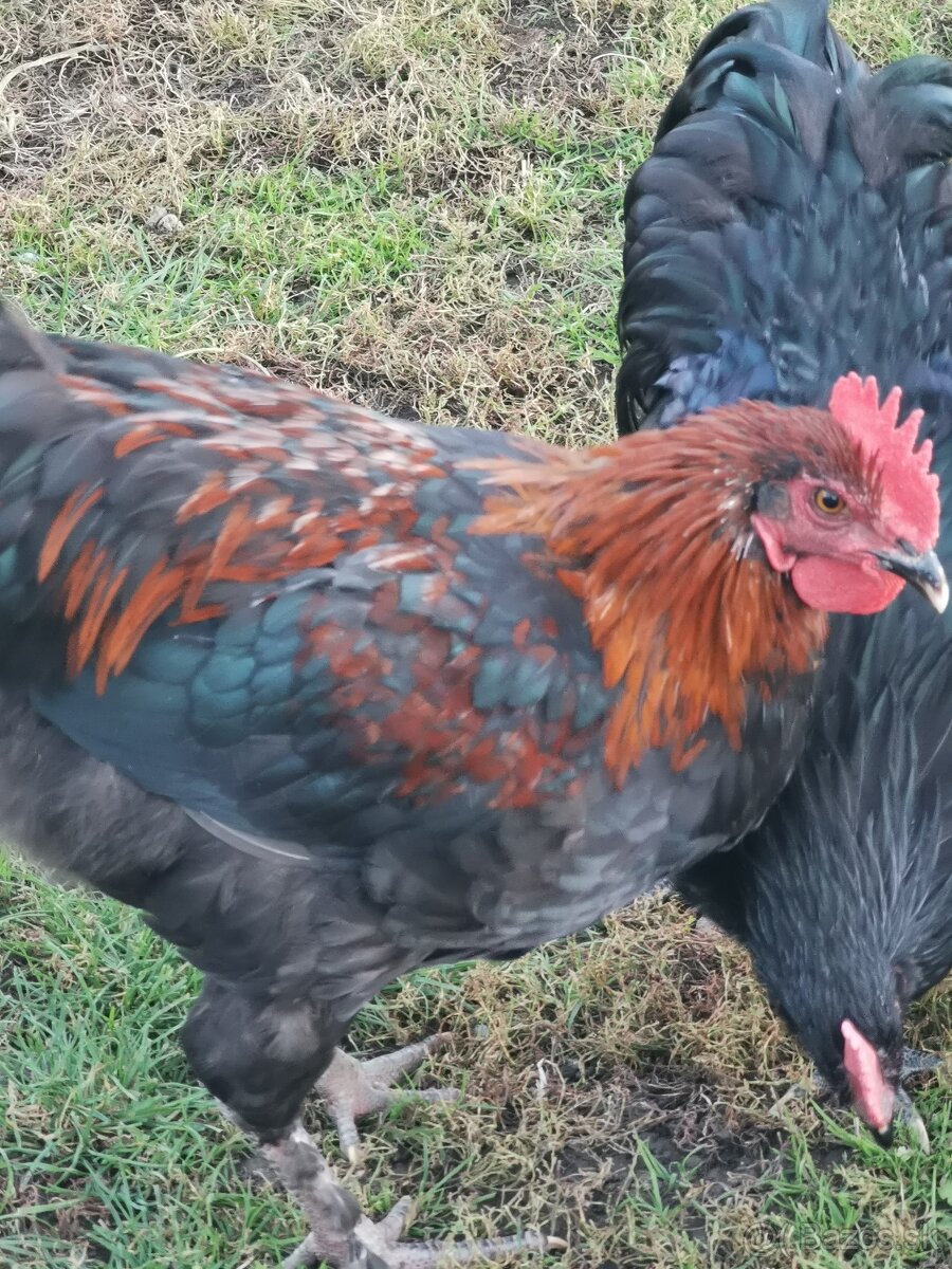 Kohút na predaj - 2