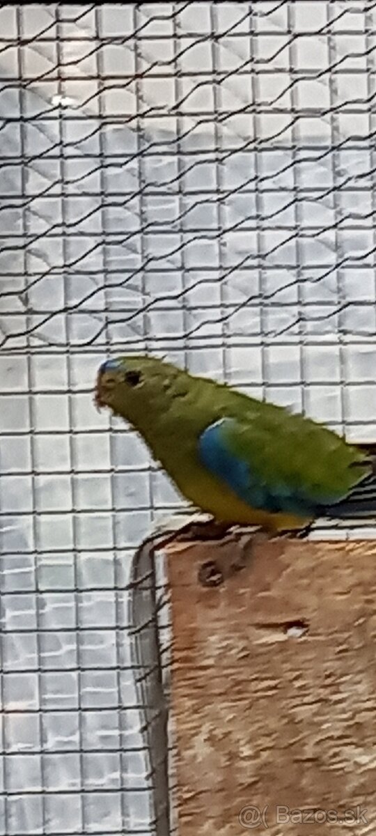 Predám neofema tyrkysova - samček - 2