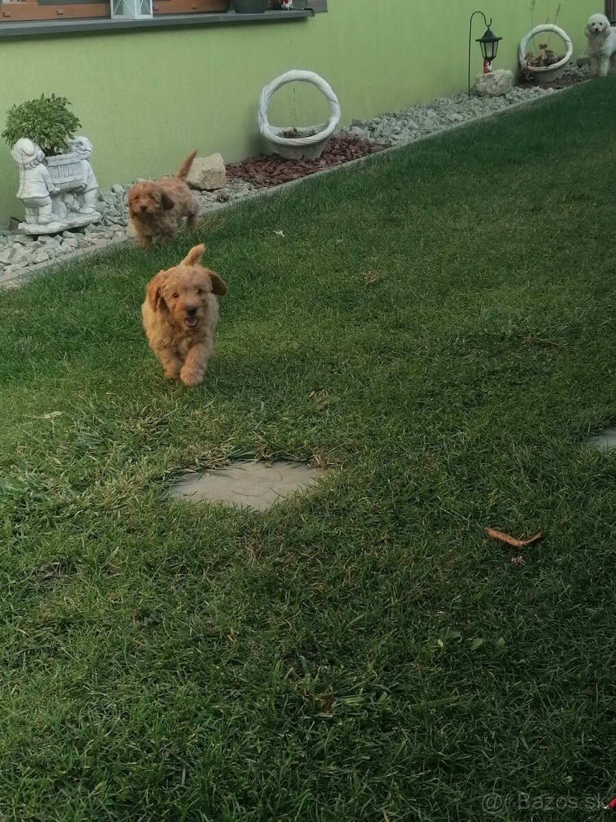 Predam stenata pudel maly - 2