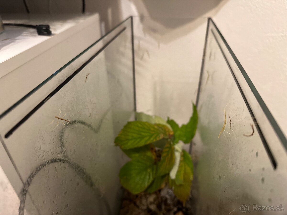 Pakobylka rožkatá – mladé jedince na predaj - 2