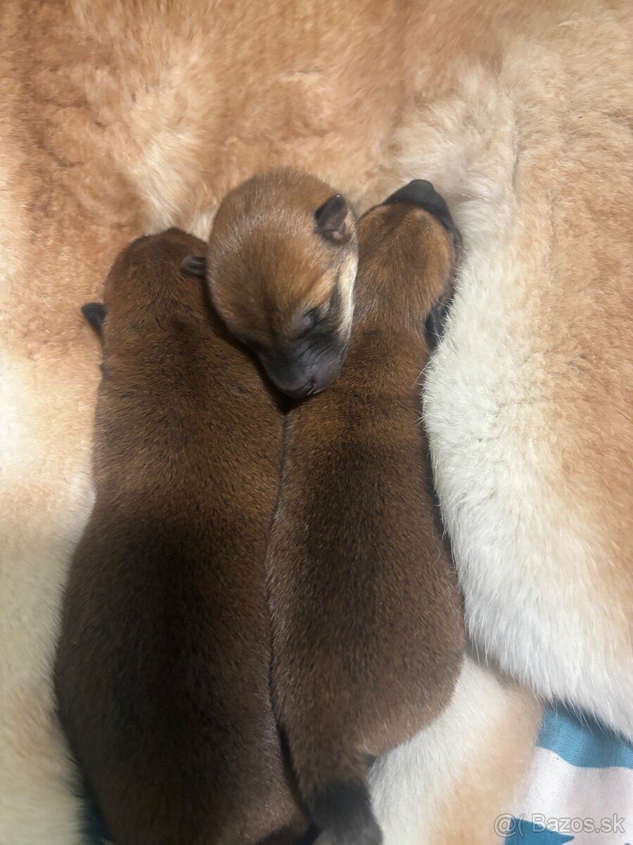 Shiba Inu ICHIMEI - 2